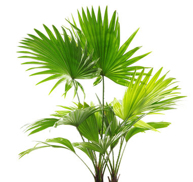 Saw Palmetto